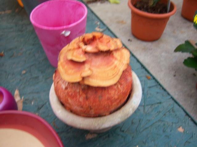 Name:  100_4160.jpg
Views: 542
Size:  33.1 KB