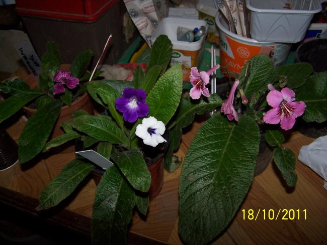 Name:  Streptocarpus-1.jpg
Views: 1081
Size:  47.7 KB