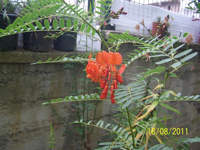 Name:  Sesbania Punicea-1.jpg
Views: 1161
Size:  62.6 KB
