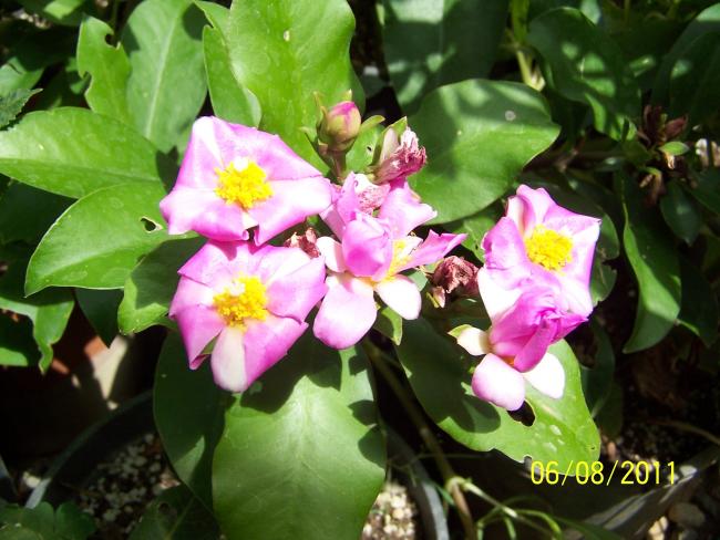 Name:  Pereskia Sacharosa.jpg
Views: 1171
Size:  52.1 KB