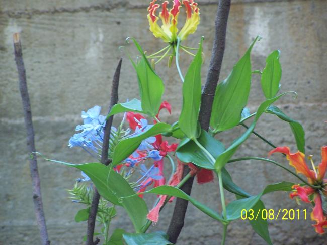 Name:  gloriosa rotschildiana.jpg
Views: 1133
Size:  45.9 KB