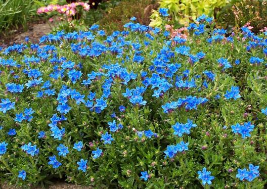 Name:  lithodora Diffusa 2.jpg
Views: 1190
Size:  72.7 KB