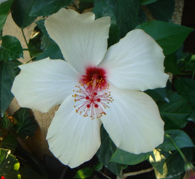 Name:  Hibiscus 102.jpg
Views: 942
Size:  40.2 KB