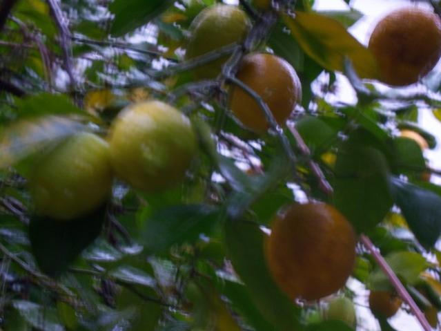 Name:  100_4173.jpg
Views: 614
Size:  36.1 KB