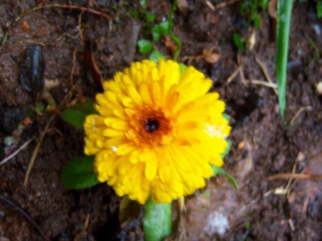 Name:  100_4174.jpg
Views: 631
Size:  42.2 KB