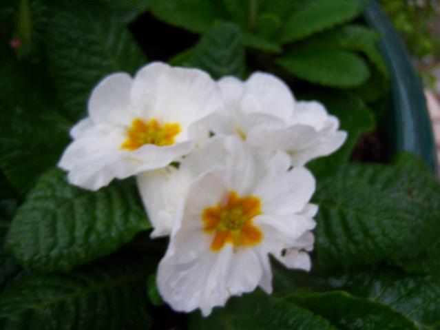 Name:  100_4178.jpg
Views: 629
Size:  25.1 KB