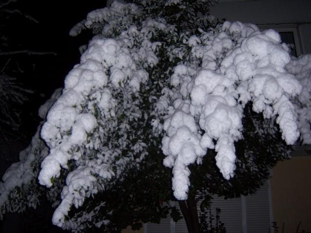 Name:  100_4257.jpg
Views: 835
Size:  46.2 KB