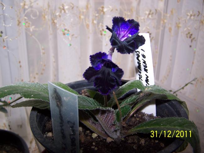 Name:  Streptocarpus-3.jpg
Views: 1608
Size:  43.6 KB