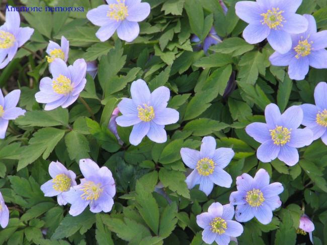 Name:  Anemone nemorosa robinsoniana.jpg
Views: 2485
Size:  55.3 KB