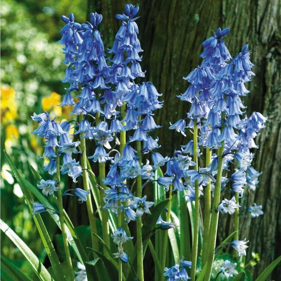 Name:  English Bluebell.jpg
Views: 2061
Size:  75.1 KB