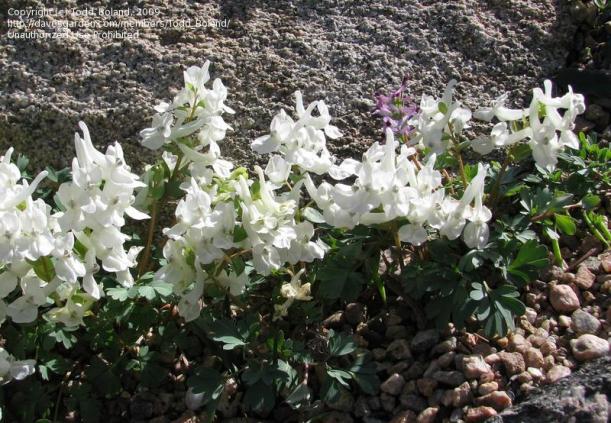 Name:  Corydalis malkensis.jpg
Views: 1678
Size:  71.8 KB