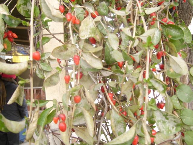 Name:  SL734633.jpg
Views: 867
Size:  61.8 KB