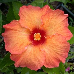 Name:  Tahitian Aztec Orange.jpg
Views: 862
Size:  28.1 KB