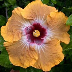 Name:  Tahitian Dragon.jpg
Views: 790
Size:  31.7 KB