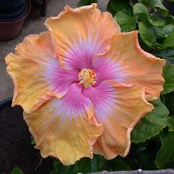 Name:  Tahitian King.jpg
Views: 780
Size:  29.7 KB