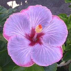 Name:  Tahitian Lavender Ice.jpg
Views: 824
Size:  28.8 KB