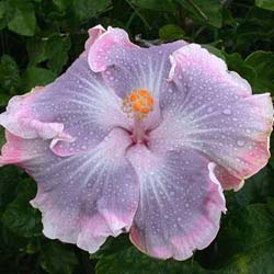 Name:  Tahitian Princess.jpg
Views: 871
Size:  30.6 KB