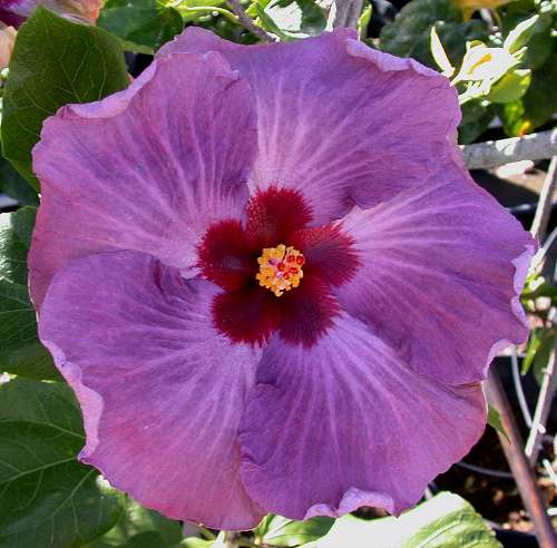 Name:  Tahitian Purple Moon.jpg
Views: 881
Size:  35.4 KB