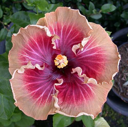 Name:  Tahitian Sable Twin.jpg
Views: 835
Size:  36.7 KB