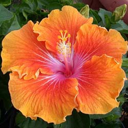 Name:  Tahitian Sunset.jpg
Views: 823
Size:  33.5 KB