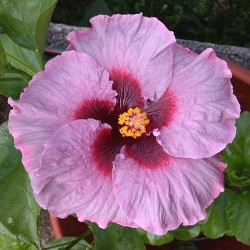Name:  Tahitian Vintage.jpg
Views: 798
Size:  29.5 KB