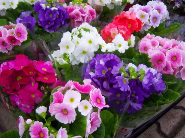 Name:  100_4469.jpg
Views: 269
Size:  56.3 KB