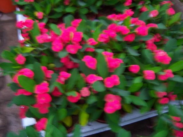 Name:  100_4471.jpg
Views: 261
Size:  38.9 KB