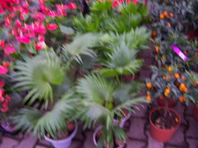 Name:  100_4475.jpg
Views: 253
Size:  44.9 KB