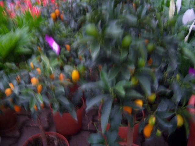 Name:  100_4476.jpg
Views: 283
Size:  36.6 KB