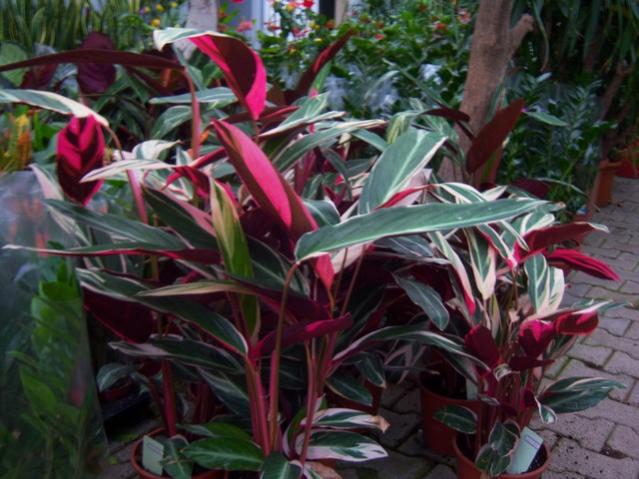 Name:  100_4478.jpg
Views: 262
Size:  54.2 KB