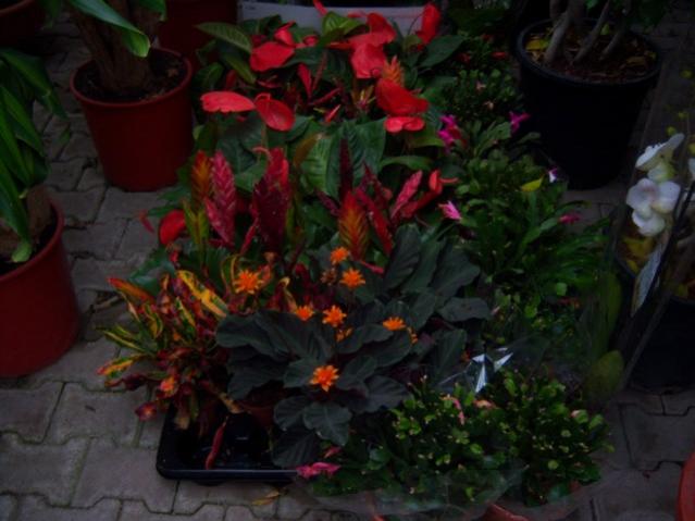 Name:  100_4482.jpg
Views: 271
Size:  39.2 KB
