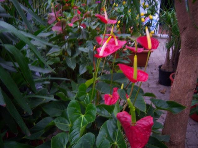 Name:  100_4483.jpg
Views: 273
Size:  47.1 KB