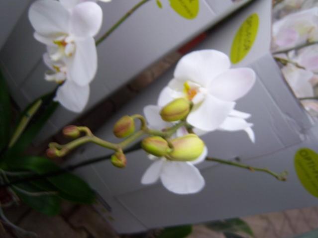 Name:  100_4485.jpg
Views: 244
Size:  23.3 KB
