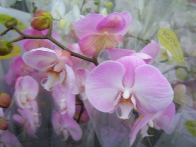 Name:  100_4486.jpg
Views: 241
Size:  29.7 KB