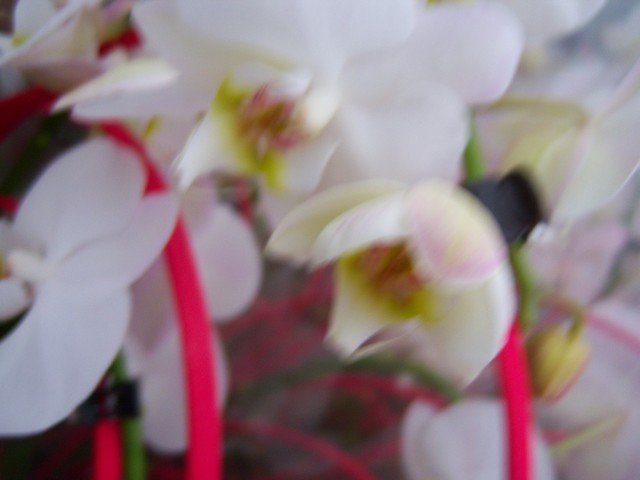 Name:  100_4498.jpg
Views: 257
Size:  66.1 KB