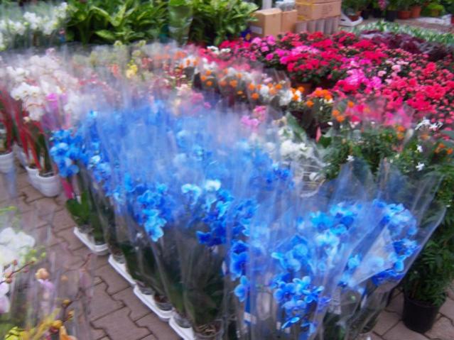 Name:  100_4505.jpg
Views: 241
Size:  54.0 KB