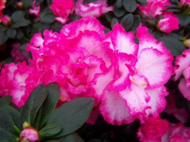 Name:  100_4508.jpg
Views: 242
Size:  42.3 KB