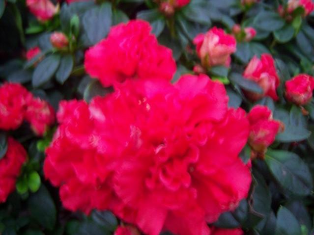 Name:  100_4509.jpg
Views: 282
Size:  31.8 KB