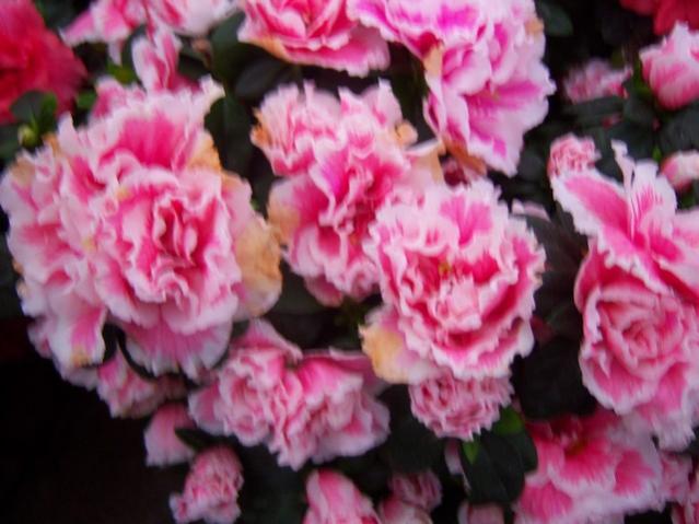 Name:  100_4510.jpg
Views: 283
Size:  44.4 KB