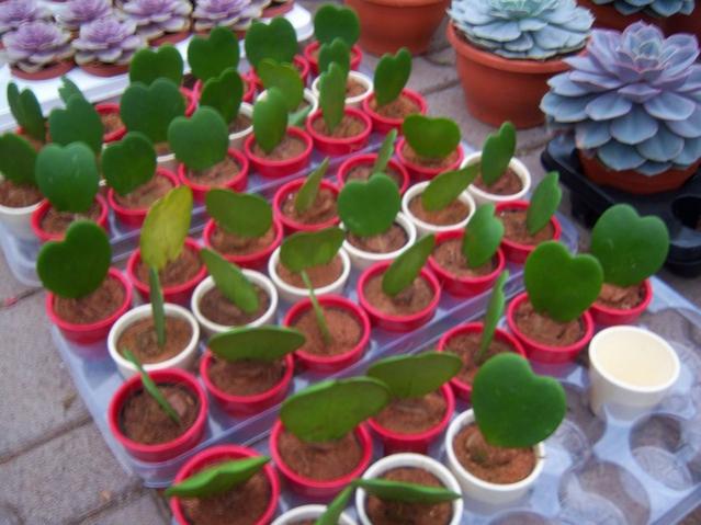 Name:  100_4524.jpg
Views: 283
Size:  48.2 KB