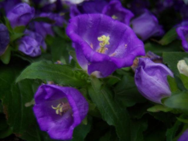 Name:  100_4532.jpg
Views: 260
Size:  27.8 KB