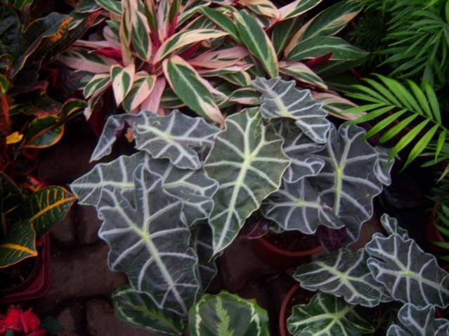 Name:  100_4538.jpg
Views: 238
Size:  55.9 KB