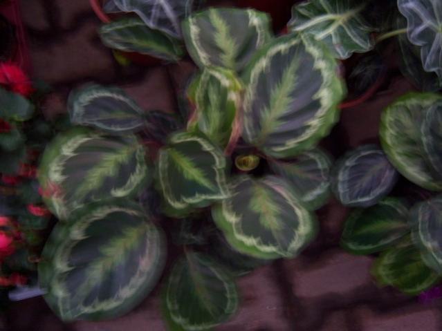 Name:  100_4539.jpg
Views: 245
Size:  32.6 KB
