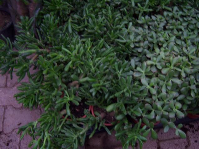 Name:  100_4540.jpg
Views: 288
Size:  46.9 KB