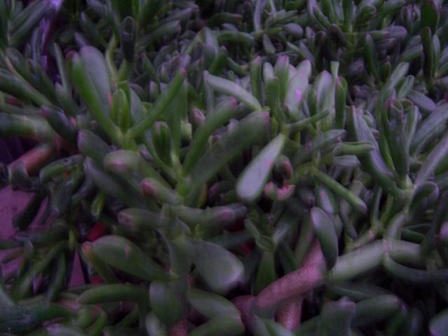 Name:  100_4541.jpg
Views: 269
Size:  36.3 KB