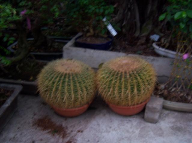 Name:  100_4545.jpg
Views: 256
Size:  33.5 KB