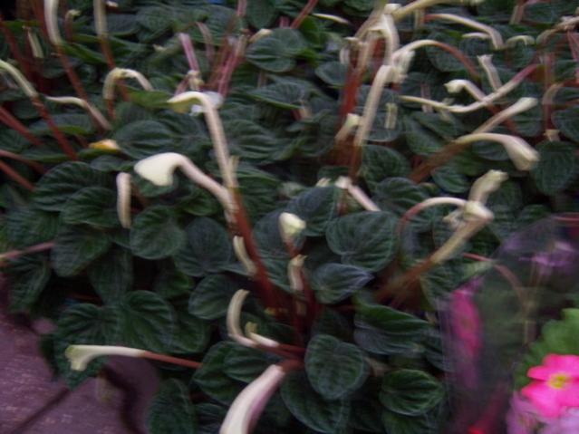 Name:  100_4550.jpg
Views: 261
Size:  41.9 KB