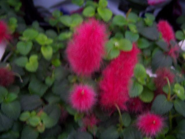 Name:  100_4552.jpg
Views: 243
Size:  28.3 KB