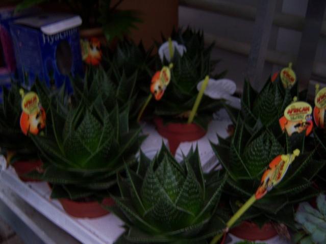 Name:  100_4554.jpg
Views: 226
Size:  30.2 KB