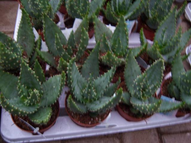 Name:  100_4557.jpg
Views: 254
Size:  45.4 KB